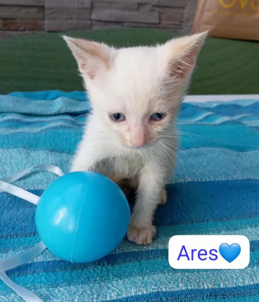 Ares gattino di due mesi in adozione  | Foto 4