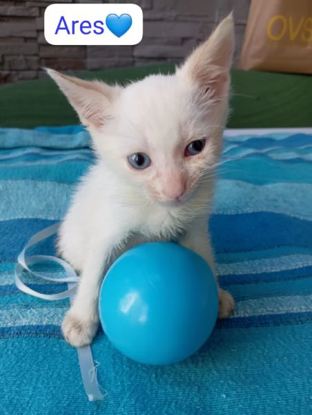Ares gattino di due mesi in adozione  | Foto 3