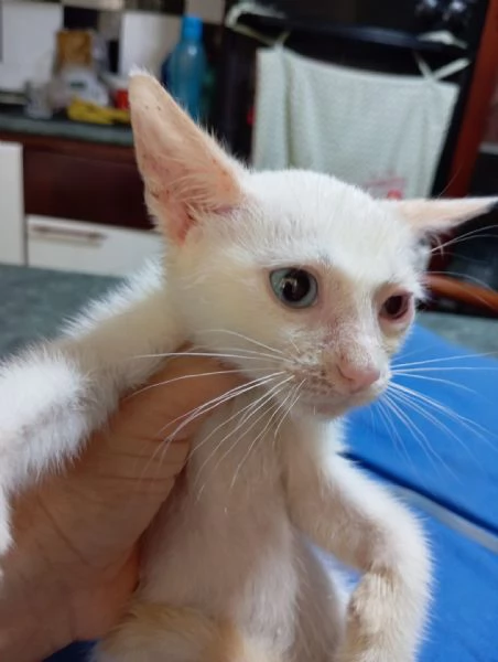 Ares gattino di due mesi in adozione  | Foto 2