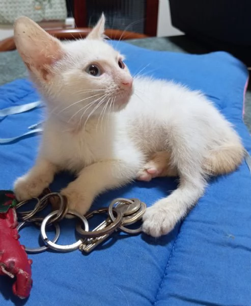 Ares gattino di due mesi in adozione  | Foto 1