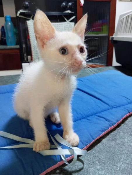 Ares gattino di due mesi in adozione 