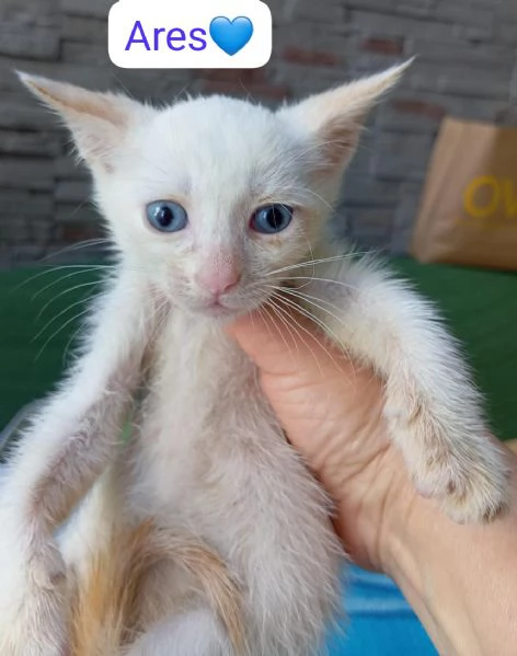 Ares gattino di due mesi in adozione  | Foto 0