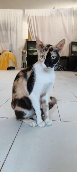 Mamy gattina di un anno in adozione  | Foto 1