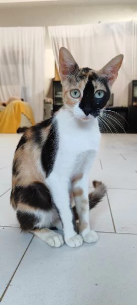 Mamy gattina di un anno in adozione  | Foto 0