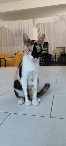 Mamy gattina di un anno in adozione 