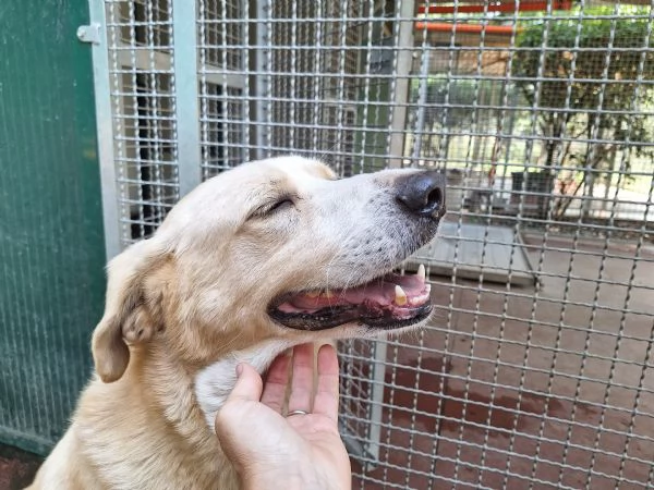 Pippo 5 anni cerca amore  | Foto 6