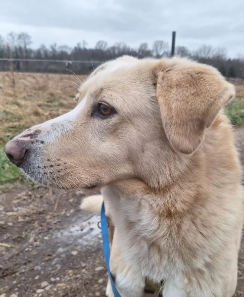 Pippo 5 anni cerca amore  | Foto 5