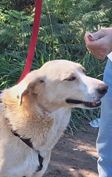 Pippo 5 anni cerca amore  | Foto 4