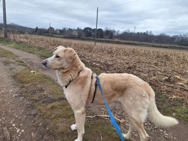 Pippo 5 anni cerca amore  | Foto 3