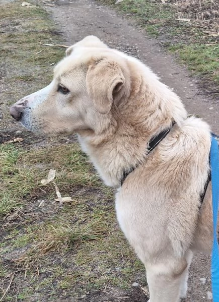 Pippo 5 anni cerca amore  | Foto 2