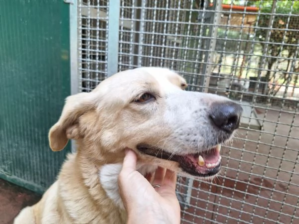 Pippo 5 anni cerca amore  | Foto 1