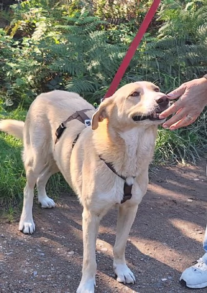 Pippo 5 anni cerca amore  | Foto 0