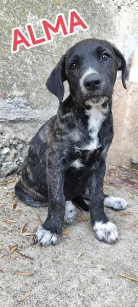 Alma cucciola cane corso in adozione  | Foto 3