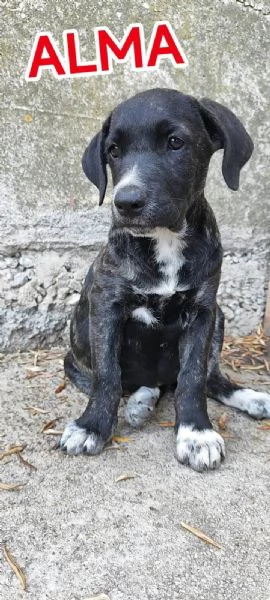 Alma cucciola cane corso in adozione  | Foto 2