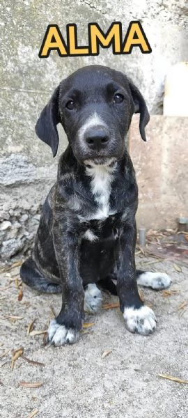 Alma cucciola cane corso in adozione  | Foto 1