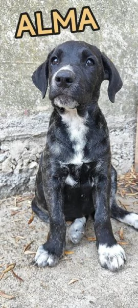 Alma cucciola cane corso in adozione  | Foto 0