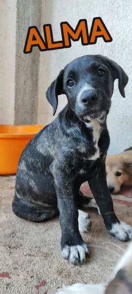 Alma cucciola cane corso in adozione 