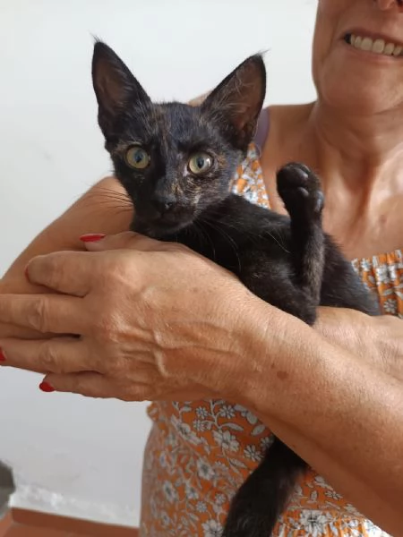 Luna gattina di tre mesi in adozione  | Foto 4
