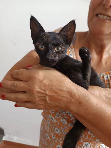 Luna gattina di tre mesi in adozione  | Foto 2