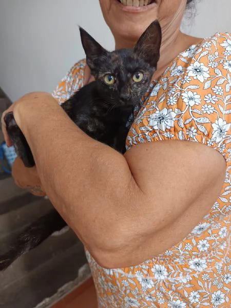 Luna gattina di tre mesi in adozione  | Foto 1