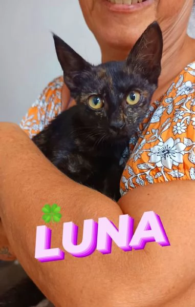 Luna gattina di tre mesi in adozione  | Foto 0