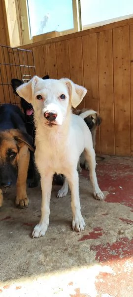Sugar un cucciolo da amare | Foto 4