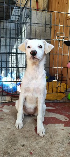 Sugar un cucciolo da amare | Foto 1