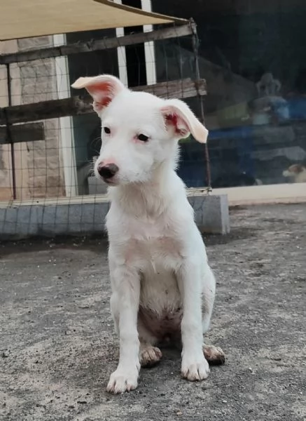 Sugar un cucciolo da amare