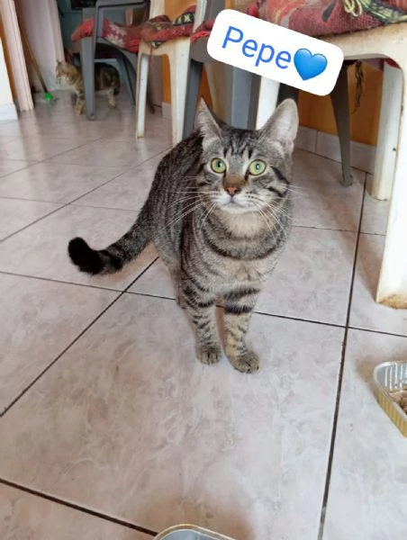 Gatti cuccioli e adulti in adozione  | Foto 6