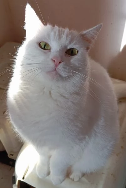 Gatti cuccioli e adulti in adozione  | Foto 5