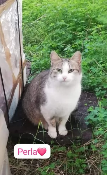 Gatti cuccioli e adulti in adozione  | Foto 4
