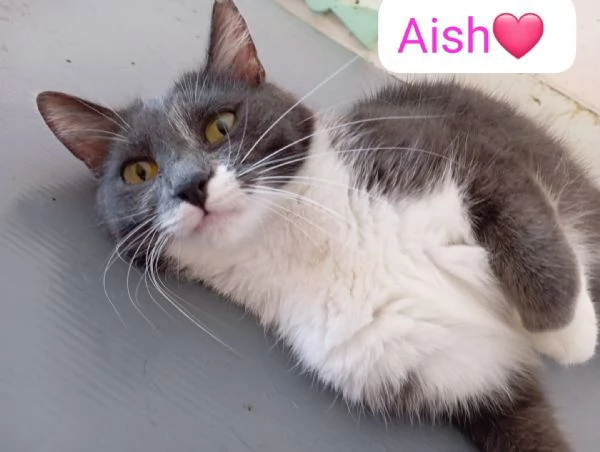 Gatti cuccioli e adulti in adozione  | Foto 3