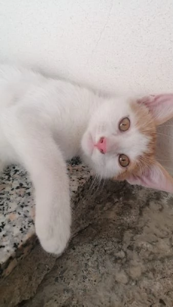 Gatti cuccioli e adulti in adozione  | Foto 2
