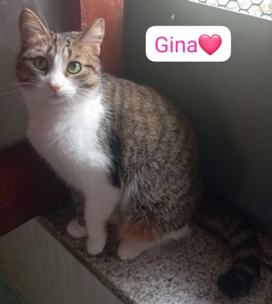 Gatti cuccioli e adulti in adozione  | Foto 1