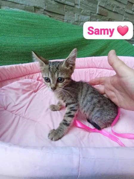 Gatti cuccioli e adulti in adozione 