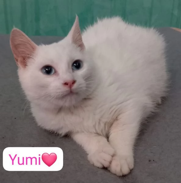 Gatti cuccioli e adulti in adozione  | Foto 0