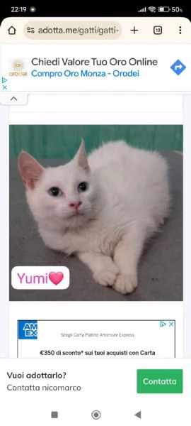 Gatti adulti maschi e femmine in adozione | Foto 5