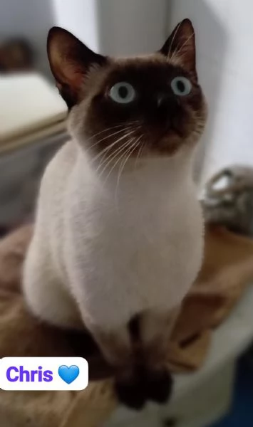 Gatti adulti maschi e femmine in adozione | Foto 3