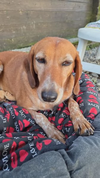 Pia una dolcissima cagnetta in cerca di casa | Foto 2