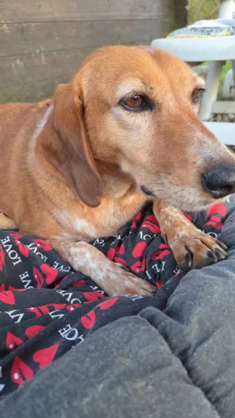 Pia una dolcissima cagnetta in cerca di casa | Foto 1