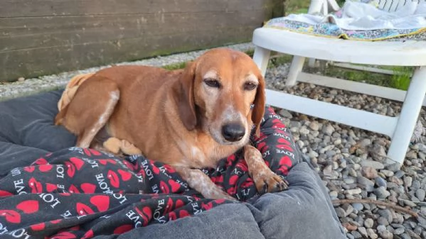 Pia una dolcissima cagnetta in cerca di casa | Foto 0