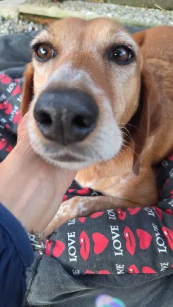 Pia una dolcissima cagnetta in cerca di casa