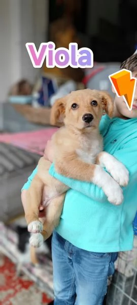 Viola cucciola di tre mesi in adozione | Foto 4