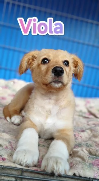 Viola cucciola di tre mesi in adozione | Foto 3
