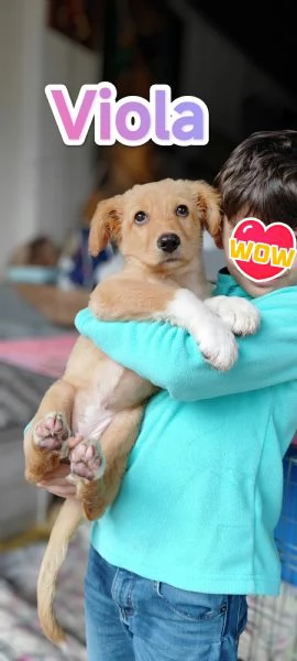 Viola cucciola di tre mesi in adozione | Foto 2