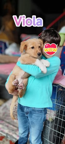 Viola cucciola di tre mesi in adozione | Foto 1