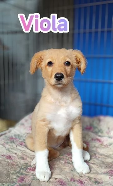 Viola cucciola di tre mesi in adozione