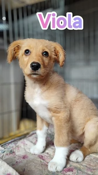 Viola cucciola di tre mesi in adozione | Foto 0