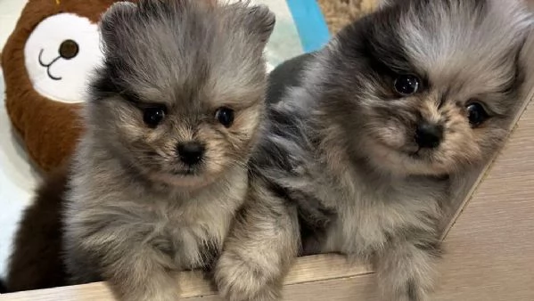 Bellissimo cucciolo di Pomerania maschio e femmina | Foto 3
