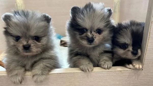 Bellissimo cucciolo di Pomerania maschio e femmina | Foto 1